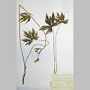 znalezisko 19600702.KRAM416923.jkr - Ranunculus strigulosus (jaskier rdzawy); Bieszczady Zachodnie, Dwernik