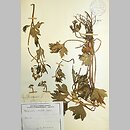 znalezisko 00010000.KRAM253016.jkr - Ranunculus strigulosus (jaskier rdzawy); Berlin