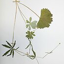 znalezisko 19890605.KRA397522.jkr - Ranunculus fallax (jaskier fałszywy); Finlandia