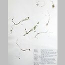 znalezisko 20111007.1.jkr - Utricularia ochroleuca (pływacz krótkoostrogowy); Dąbrowa Górnicza