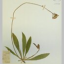 Pilosella fuscoatrata (kosmaczek brunatny)