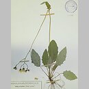 jastrzÄ™biec strzaÅ‚kowaty (Hieracium fuscocinereum)
