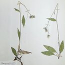 jastrzÄ™biec cienisty (Hieracium umbrosum)