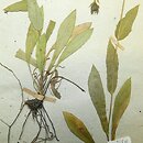 jastrzÄ™biec wÄ™Å¼ymordolistny (Hieracium scorzonerifolium)