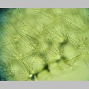znalezisko 00010000.1d.jkr - Utricularia minor (pływacz drobny); Laski k. Olkusza