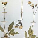 jastrzÄ™biec blady (Hieracium schmidtii)