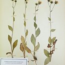 jastrzÄ™biec sudecki (Hieracium pulmonarioides)