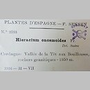 znalezisko 19160731.KRA116087.jkr - Hieracium onosmoides (jastrzębiec onosmowaty); Hiszpania