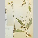jastrzÄ™biec rÃ³wnoÅ‚odygowy (Hieracium laevicaule)