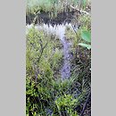 znalezisko 20210701.1.jkr - Utricularia ochroleuca (pływacz krótkoostrogowy); Laski k. Olkusza