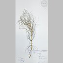 znalezisko 20061001.KRAM582594.jkr - Equisetum ×robertsii; Trzcinica