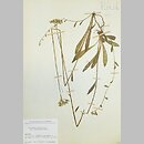 znalezisko 19680605.KRAM67626.jkr - Pilosella densiflora (kosmaczek gęstokoszyczkowy); Włochy, Neapol, zbocza Wezuwiusza