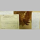 znalezisko 19631007.1.jkr - Polystichum ×illyricum; Beskid Żywiecki, Pilsko, szlak turystyczny z Korbielowa