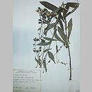 znalezisko 19540725.KRAMx44x0x.jkr - Hieracium conicum (jastrzębiec letni); Bieszczady Zachodnie, Smerek, łąka od strony Kalnicy