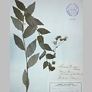 jastrzÄ™biec letni (Hieracium conicum)