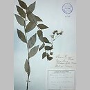 znalezisko 19150000.KRAM290098.jkr - Hieracium conicum (jastrzębiec letni); Dublany