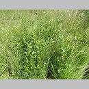 znalezisko 20150715.1.jkr - Salix myrsinifolia (wierzba czarniawa); Zusenko (Suwalszczyzna)