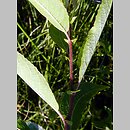 znalezisko 20150716.2.jkr - Salix myrsinifolia (wierzba czarniawa); okol. Wiżajn (Suwalszczyzna)