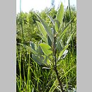 znalezisko 20150716.1.jkr - Salix lapponum (wierzba lapońska); okol. Wiżajn (Suwalszczyzna)