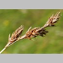 znalezisko 20190629.1.jkr - Carex praecox (turzyca wczesna); Kamienna Stara