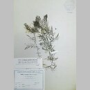 znalezisko 00010000.KRAM110397.jkr - Ceratophyllum platyacanthum (rogatek skrzydełkowaty)