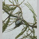 Ceratophyllum platyacanthum (rogatek skrzydełkowaty)