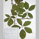Rubus austroslovacus (jeżyna słowacka)