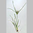 znalezisko 20200806.1.jkr - Cyperus esculentus (cibora jadalna); Staw Palmowy (Bory Dolnośląskie)