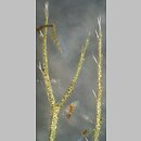 znalezisko 20191021.1.jkr - Utricularia vulgaris (pływacz zwyczajny); Golejów k. Staszowa