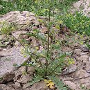 Rorippa palustris (rzepicha bÅ‚otna)