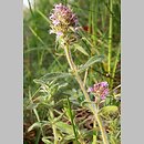 macierzanka austriacka (Thymus austriacus)