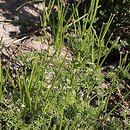 Scandix pecten-veneris (czechrzyca grzebieniowa)
