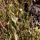 Salicornia europaea (solirÃ³d zielny)