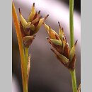 turzyca mocna (Carex firma)