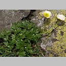 Ranunculus glacialis (jaskier lodnikowy)