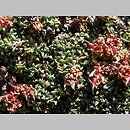Saxifraga retusa ssp. retusa (skalnica odgiÄ™tolistna typowa)