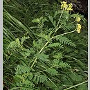 Astragalus penduliflorus (traganek zwisÅ‚okwiatowy)