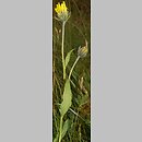 jastrzÄ™biec kosmaty (Hieracium villosum)