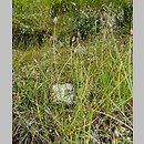 znalezisko 20120719.2.jkr - Eleocharis quinqueflora (ponikło skąpokwiatowe); polana Stoły (Tatry)