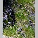 turzyca zawsze zielona (Carex sempervirens)