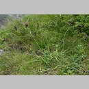 znalezisko 20120801.1.jkr - Carex atrata (turzyca czarniawa); Kozia Dolinka (Tatry)