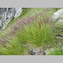 znalezisko 20120801.8.jkr - Agrostis rupestris (mietlica skalna); Orla Perć (Tatry)