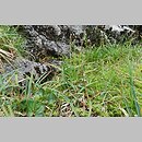 znalezisko 20120801.2.jkr - Carex bigelowii ssp. rigida (turzyca tęga mocna); Kozia Dolinka (Tatry)