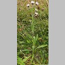 Erigeron alpinus ssp. intermedius (przymiotno alpejskie poÅ›rednie)