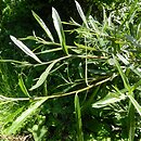 Salix eleagnos (wierzba siwa)