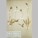 jastrzÄ™biec wÅ‚osisty (Hieracium piliferum)