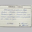 znalezisko 19560805.KRA287581.jkr - Hieracium piliferum (jastrzębiec włosisty)