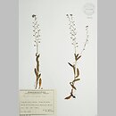 Myosotis stenophylla (niezapominajka smukła)