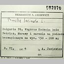 znalezisko 19740608.KRAM434155.74 - Prunella laciniata (głowienka kremowa)