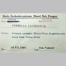 znalezisko 19390729.KRAM223491.39 - Prunella laciniata (głowienka kremowa)